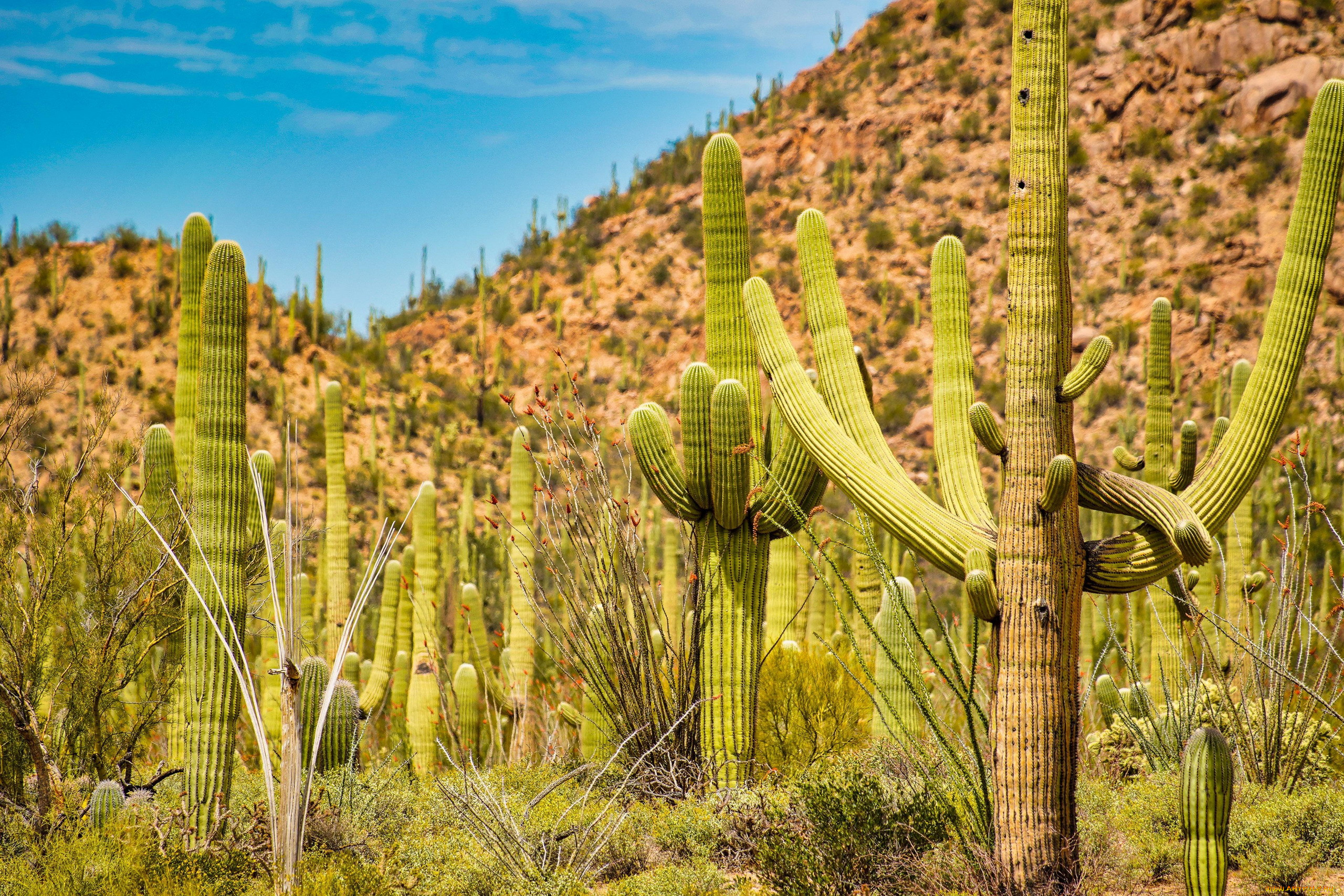 saguaro national monument west, tucson, arizona, , , saguaro, national, monument, west